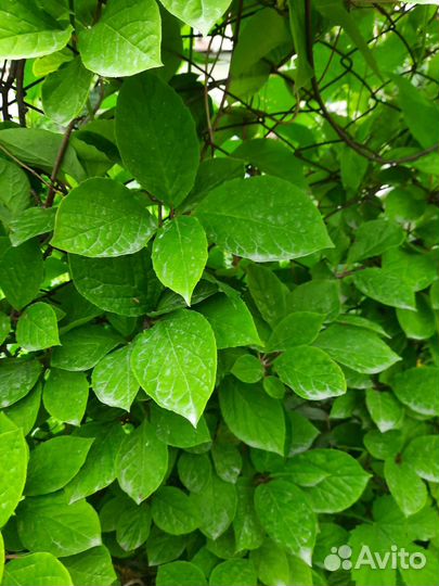 Саженцы лимонника