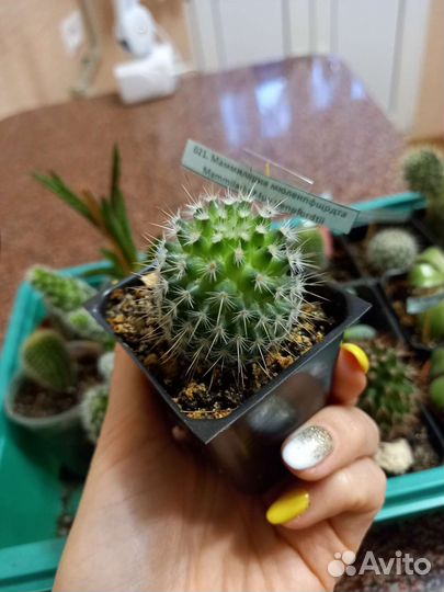 Mammillaria muehlenpfordtii