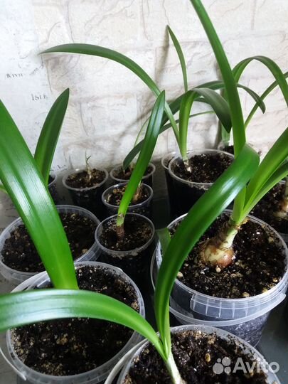 Гиппеаструм амариллис луковицы