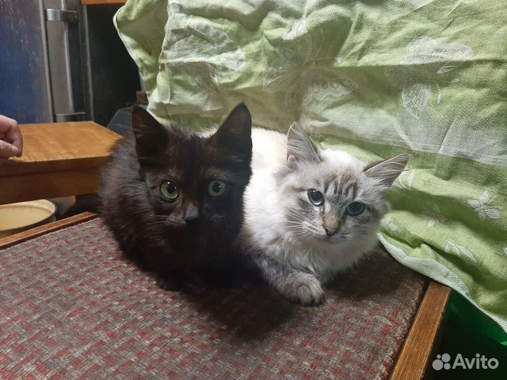 В добрые руки