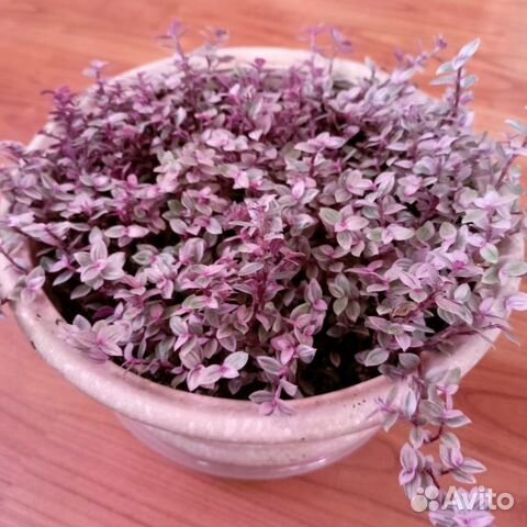 Каллизия Розовая Пантера, традесканция