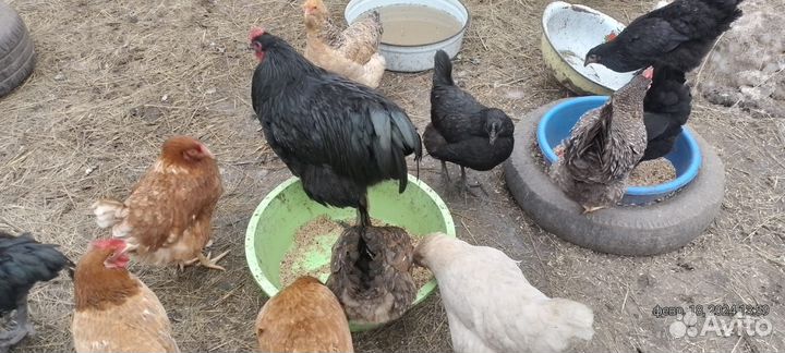 Петух Джерсийский гигант