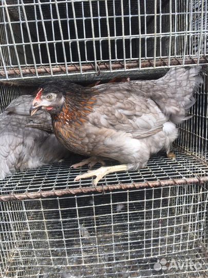 Куры,молодки