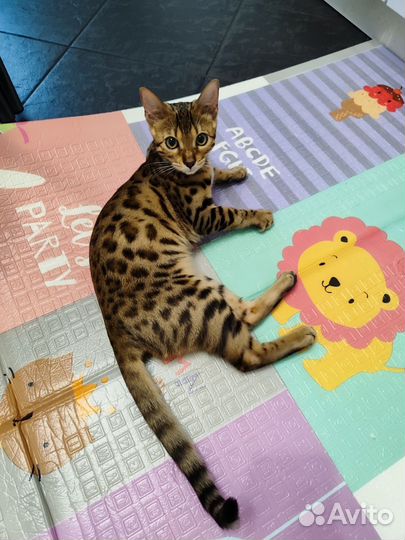 Бенгальская кошка