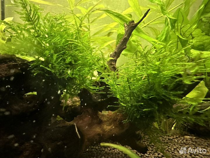 Аквариумные растения прополка