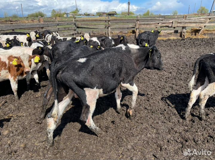 Телята, бычки