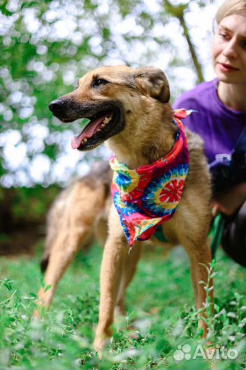 Вернули в приют через 3 года домашней жизни