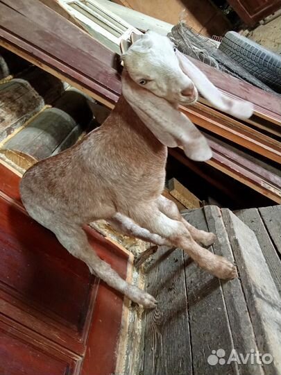 Козлик породы камори