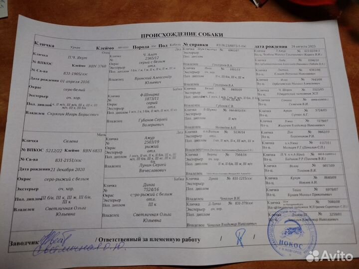 Щенки зсл с документами