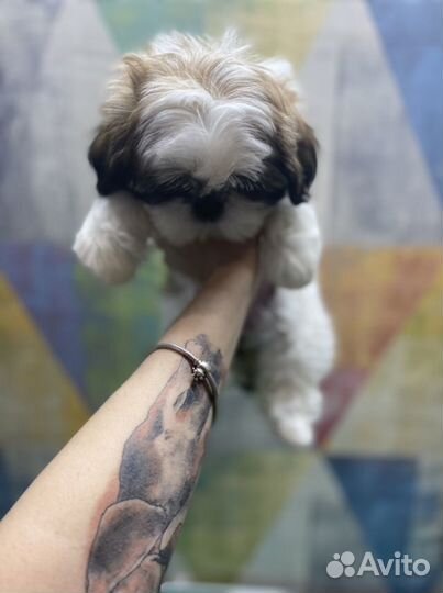 Стрижка собак мелких пород, стрижка когтей