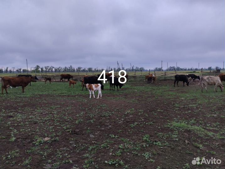 Коровы, телята