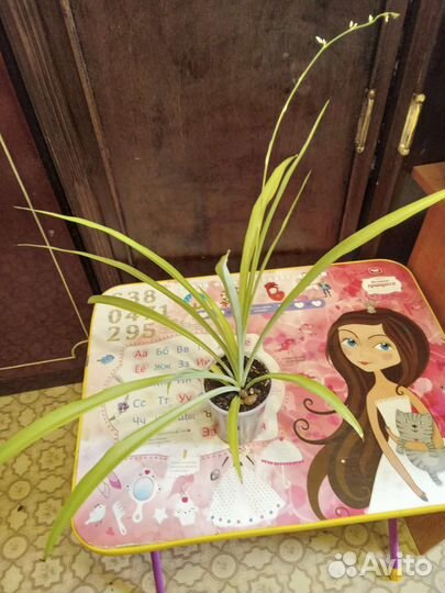 Хлорофитум