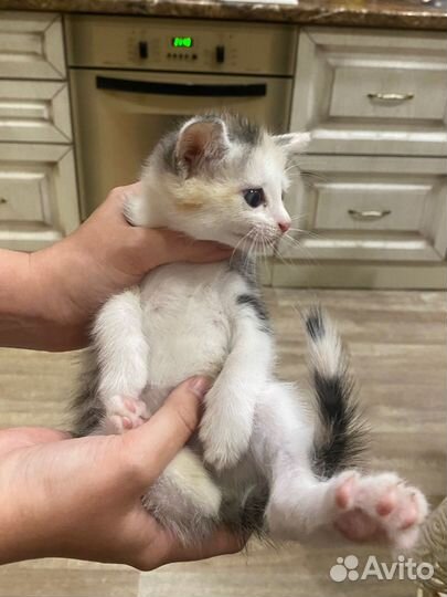 Котята бесплатно