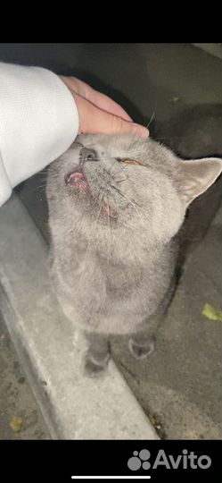 Британец кот