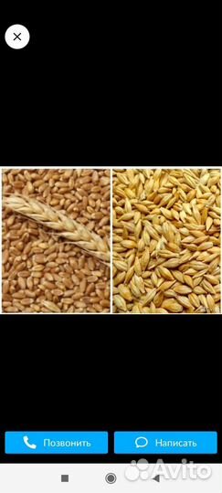 Пшеница. Ячмень