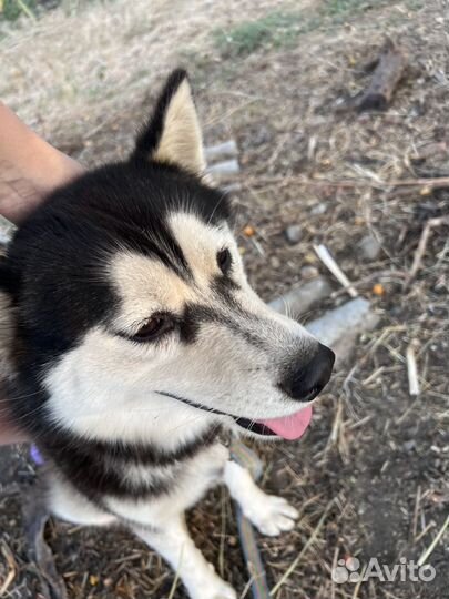 Сибирский хаски