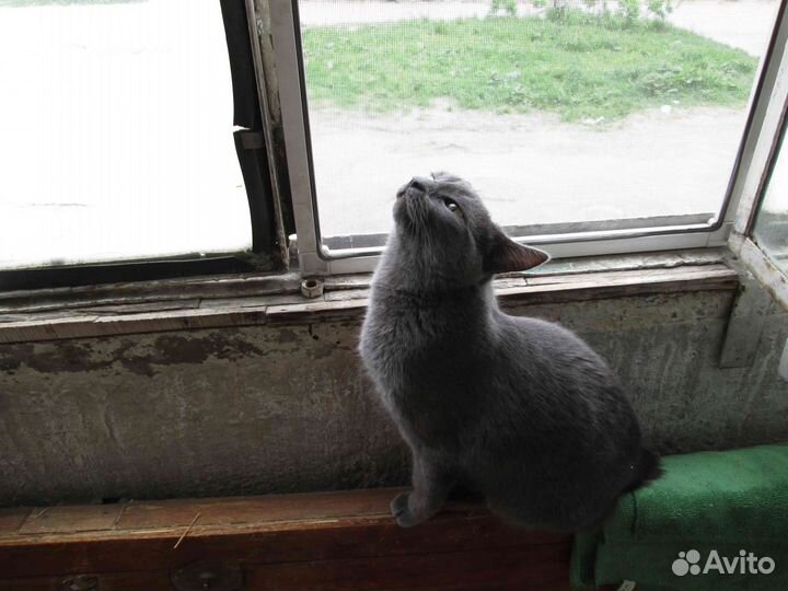 Отдаю кошечку