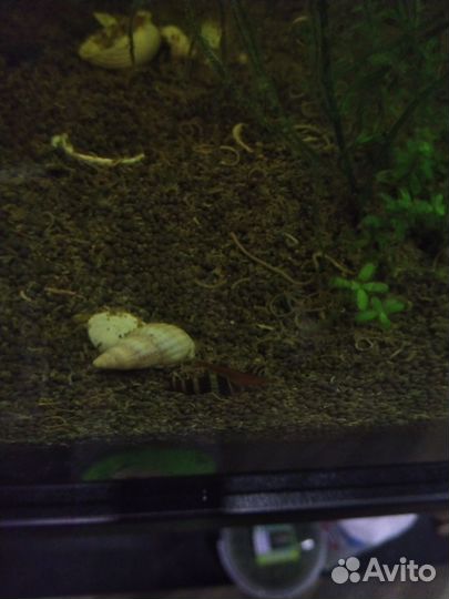 Улитка хелена