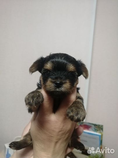 Щенки йоркширский терьер