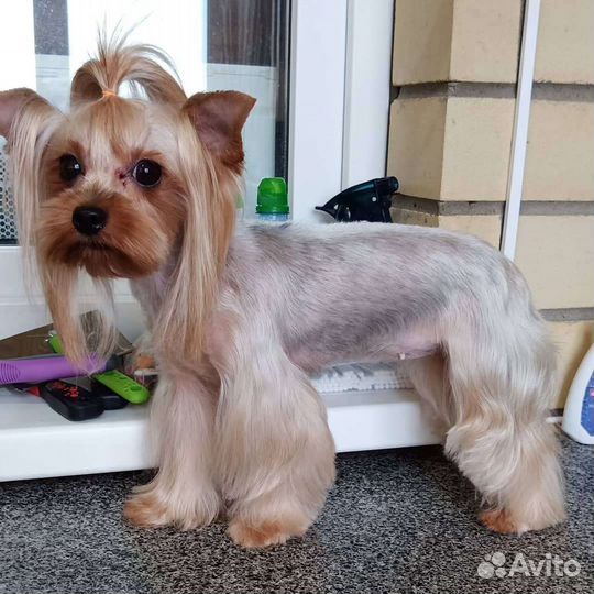 Стрижка собак и кошек