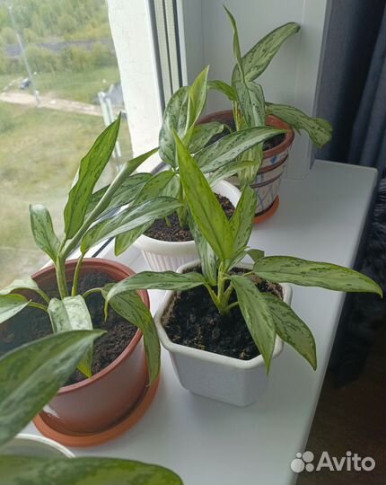 Аглаонема Сильвер Кинг