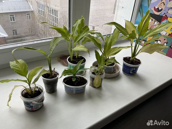 Спатифиллум Уоллиса (Spathiphyllum wallisii)