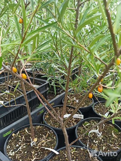 Облепиха новые сорта