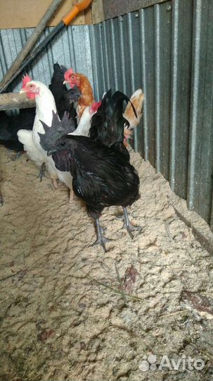 Петухи Ухейилюй