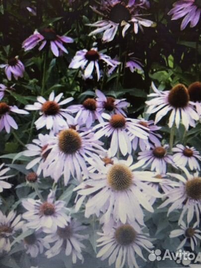 Многолетники