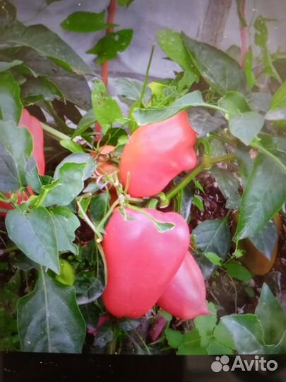 Рассада сладкого болгарского перца и помидор