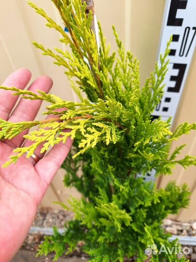 Куприссоципарис голд райдер