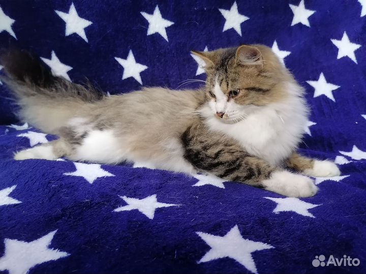 Отдам в добрые руки