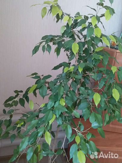 Комнатные растения