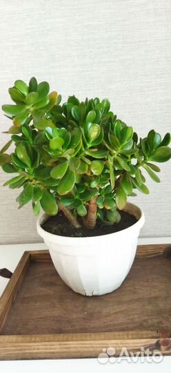 Денежное дерево красула толстянка)