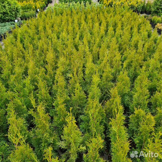 Хвойные растения, Туя, Ель, Сосна, Можжевельник