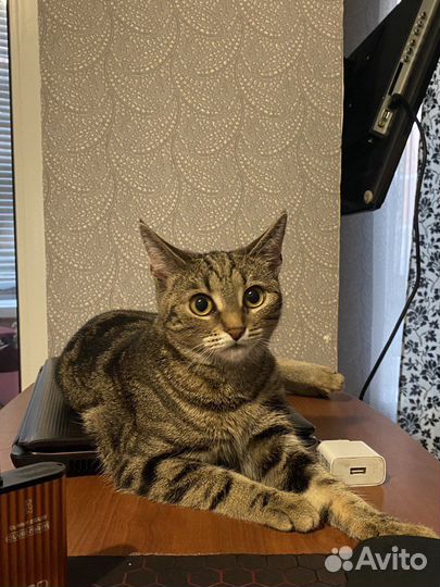 Кошка