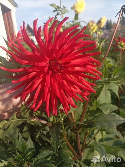 Георгин (красный)