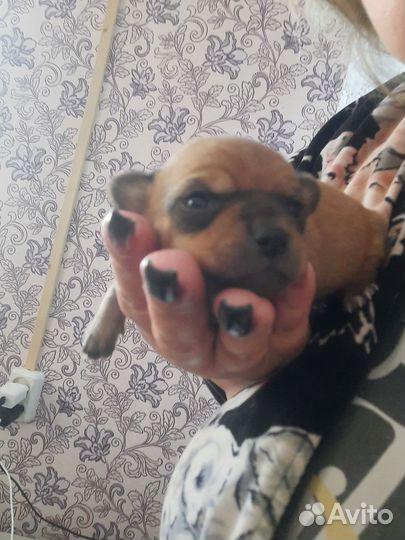 Чишка джентельмен