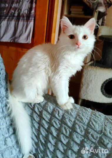 Белоснежная ангорка с заколками Ассоль