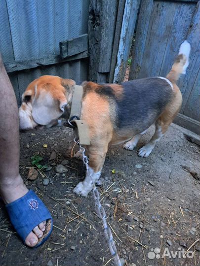 Продаю племенного кобеля