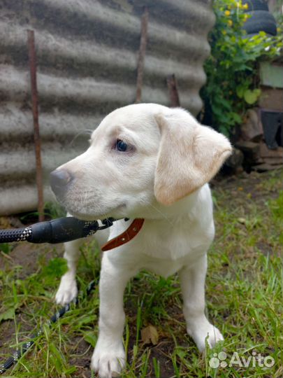 Щенки лабрадора