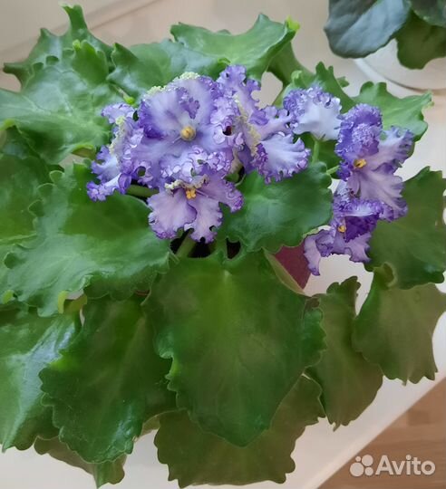 Комнатные цветы фиалки