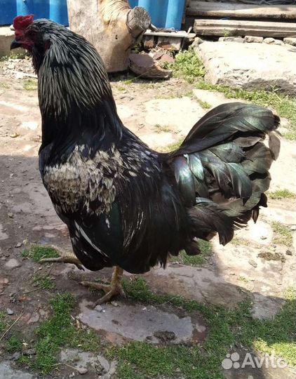 Петух Ухейилюй, Амераукан