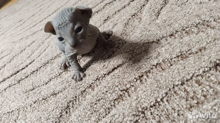 Котята сфинкс