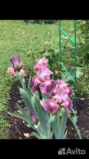 Ирисы