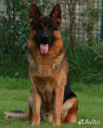 Немецкие овчарки -щенки на охрану и компанию