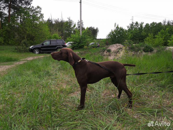 Курцхаар вязка