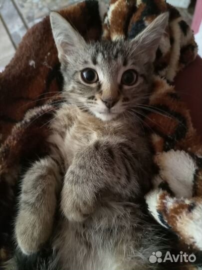 Юся-тутуся, кроткое и нежное создание