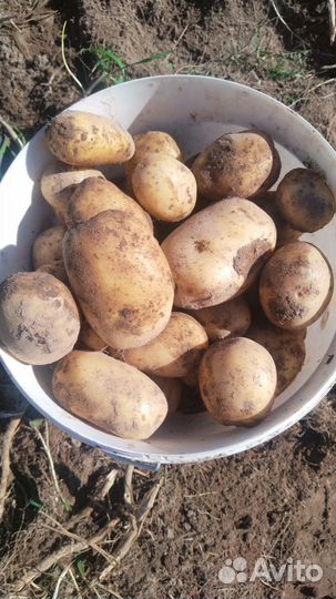Продам картофель со своего лпх
