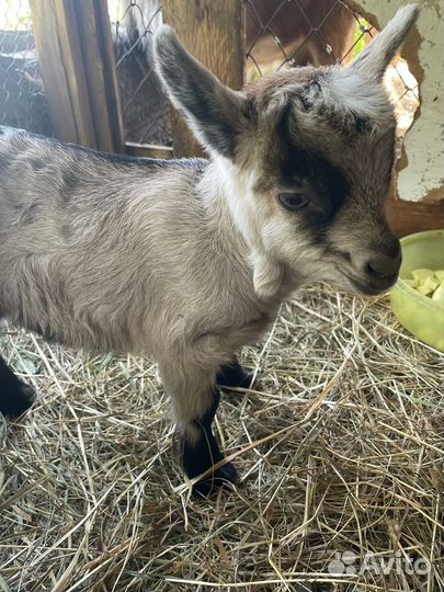 Альпийские козлята